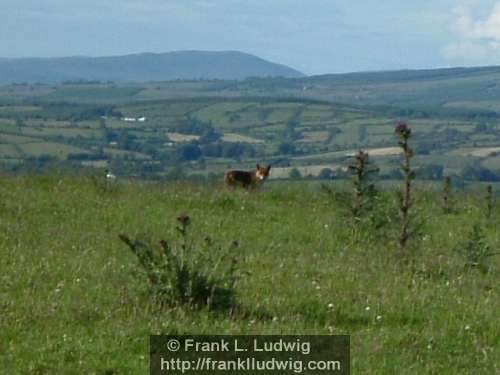 Carrowkeel Fox